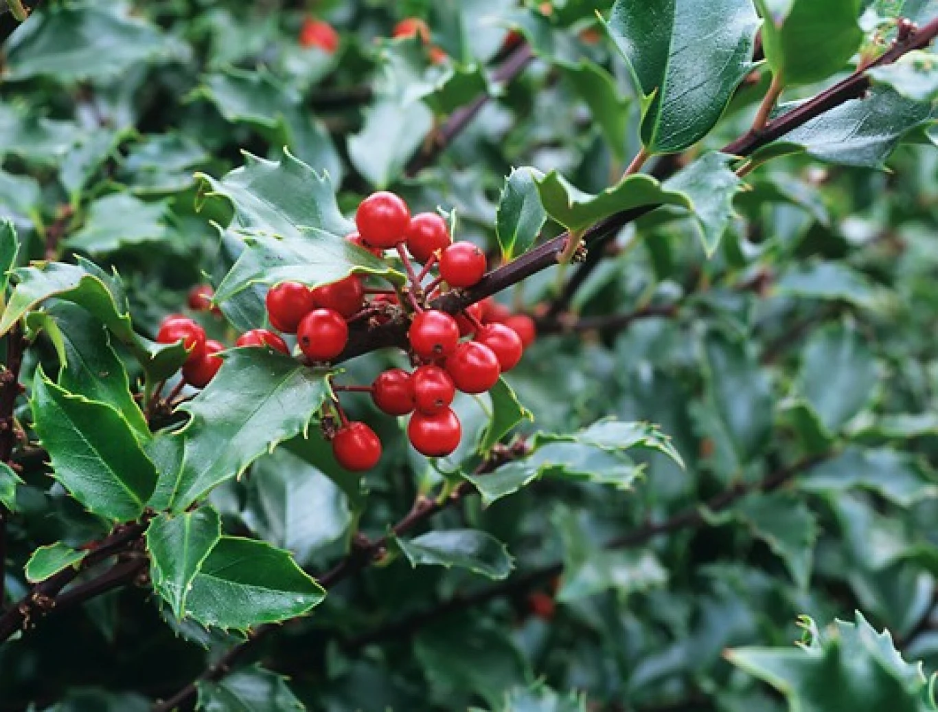 Ostrokrzew Meservy wprowadzi bajkowy klimat do twojego ogrodu. Przepięknie wygląda przez cały rok Ostrokrzew Meservy wprowadzi bajkowy klimat do twojego ogrodu. Przepięknie wygląda przez cały rok