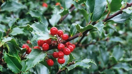 Ostrokrzew Meservy wprowadzi bajkowy klimat do twojego ogrodu. Przepięknie wygląda przez cały rok