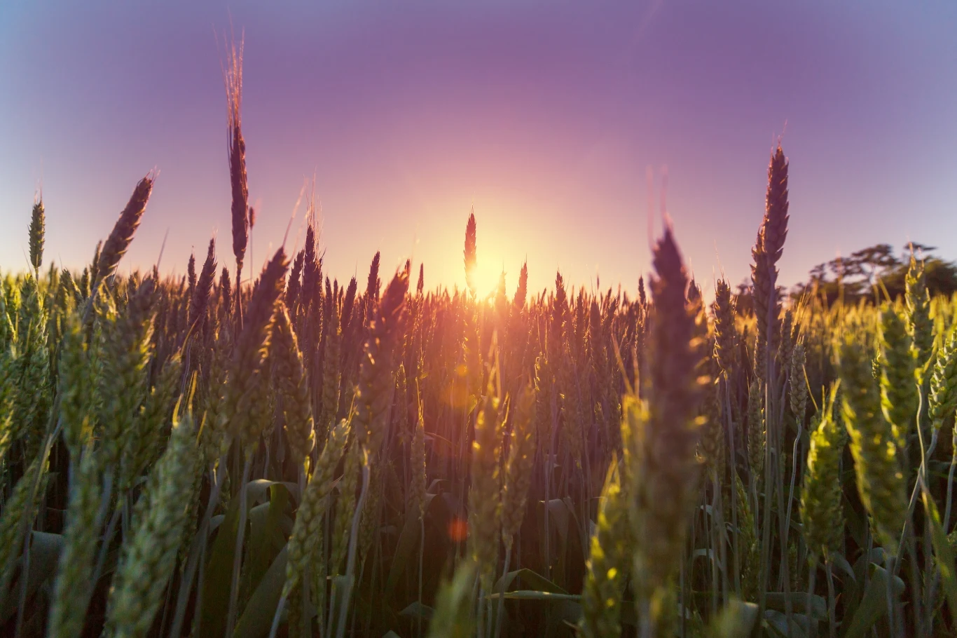 Chemikalia są stosowane przy uprawach pszenicy