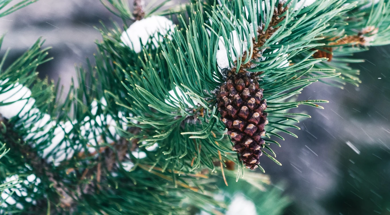 Świerk to drzewo iglaste Północy Świerk to drzewo iglaste Północy