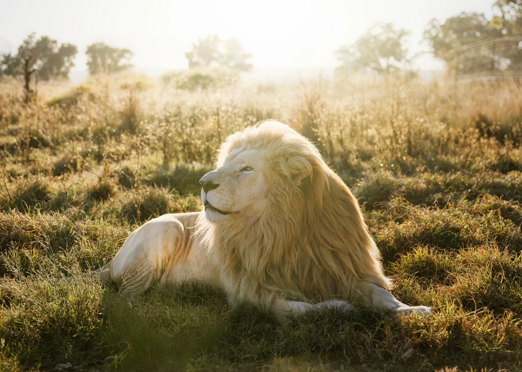 Białe lwy są bohaterami filmu "Mufasa. Król Lew"