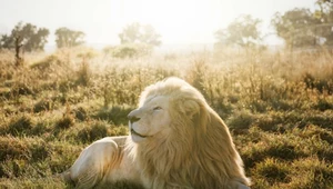 Białe lwy są bohaterami filmu "Mufasa. Król Lew"