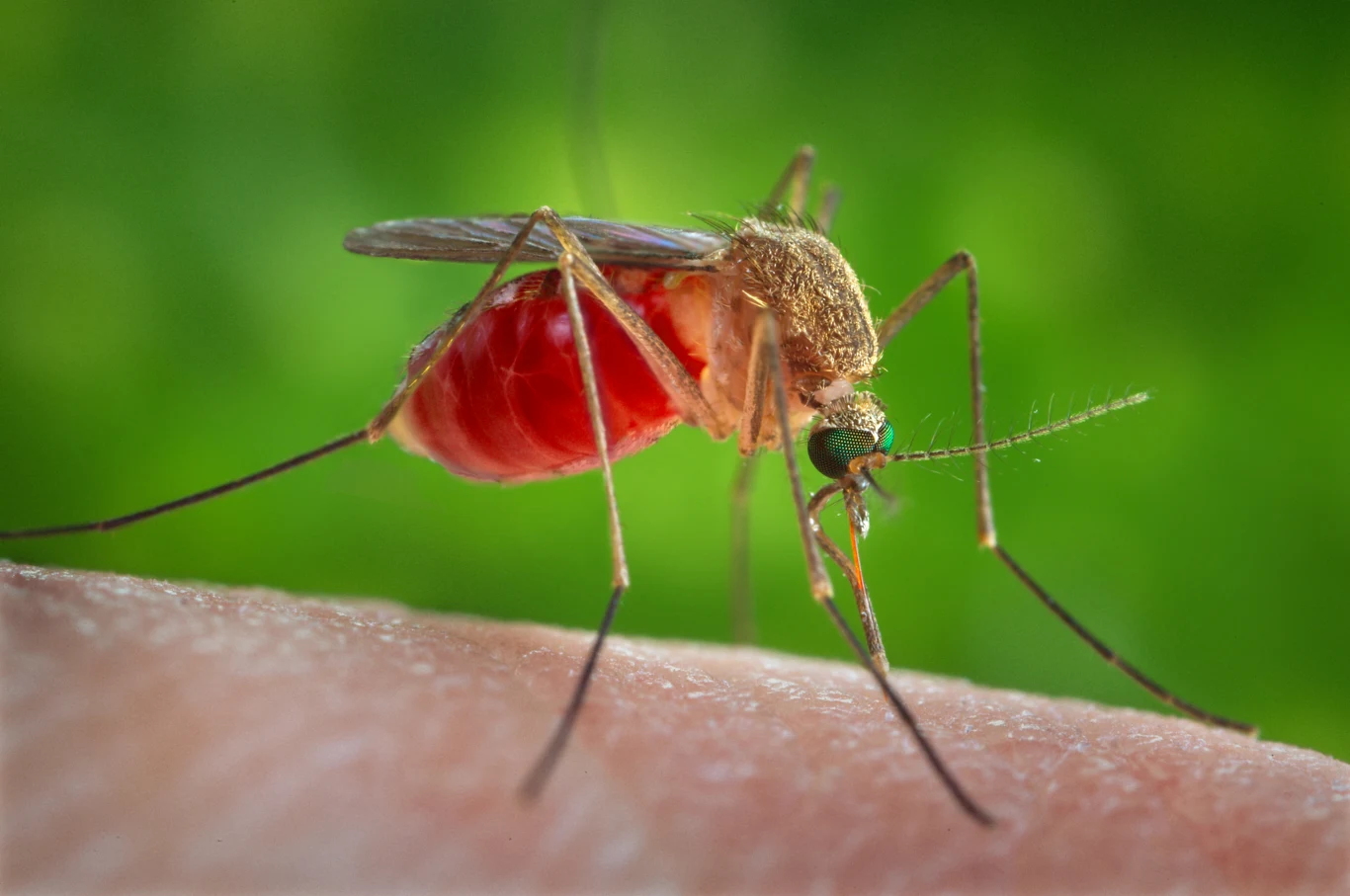 Jednym z wektorów (roznosicieli) wirusa Oropouche są muchówki z gatunku Culex quinquefasciatus