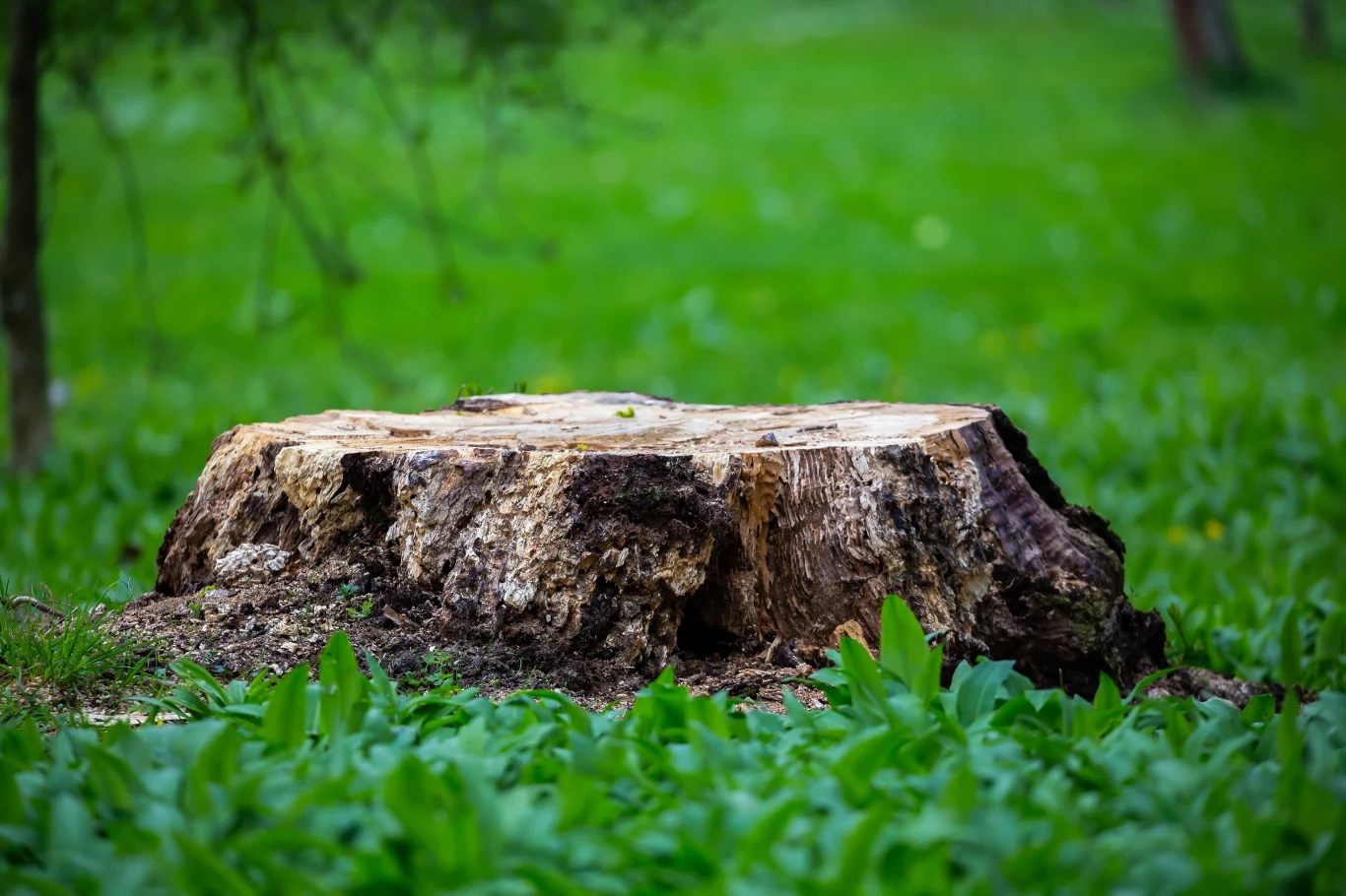 Wycięcie drzew w przestrzeni publicznej, ale i na prywatnej posesji bywa problematyczne i może słono kosztować Wycięcie drzew w przestrzeni publicznej, ale i na prywatnej posesji bywa problematyczne i może słono kosztować