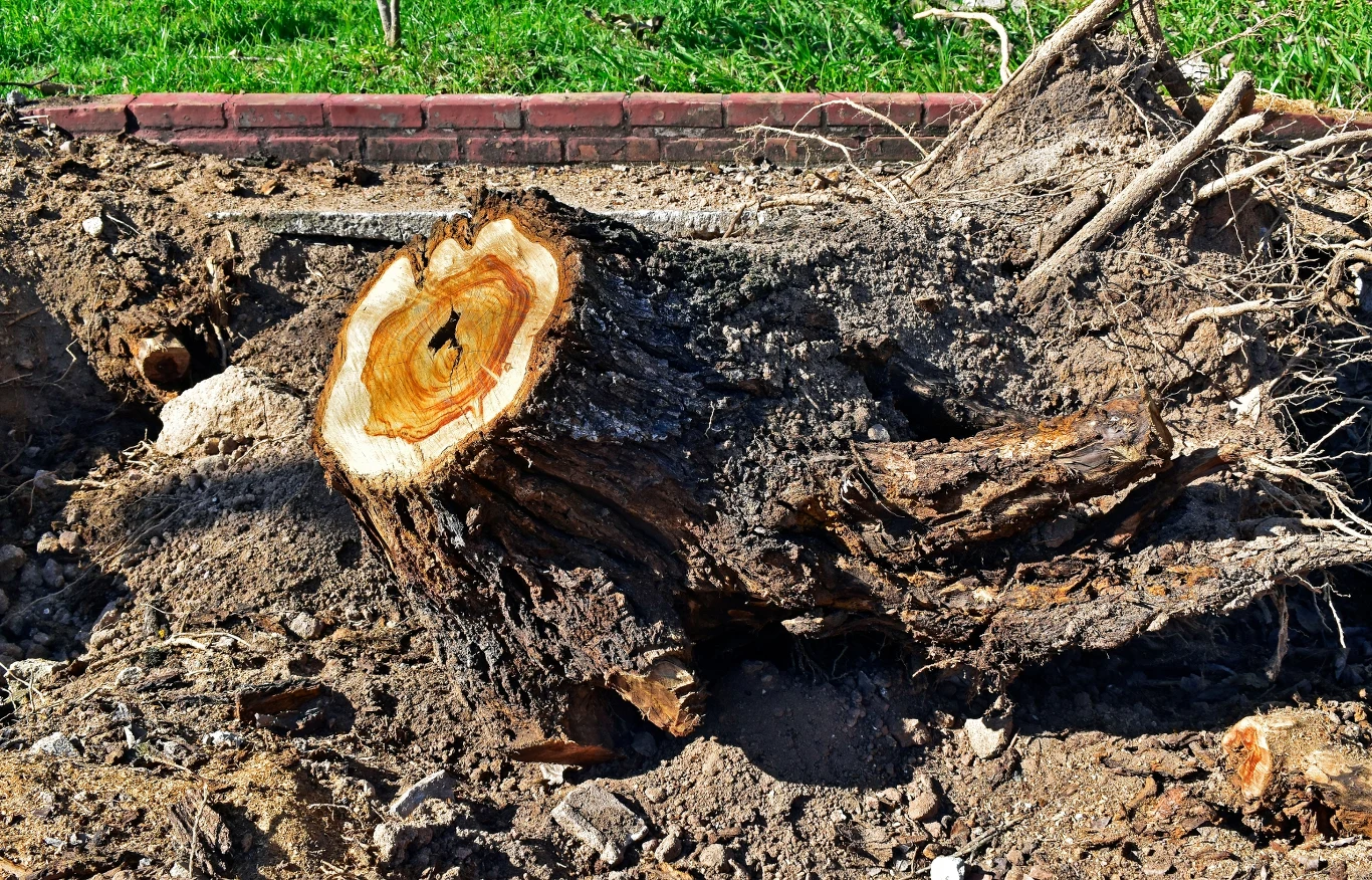 Stan wyżej konieczności dot. ścięcia drzewa musi wynikać z obiektywnego stanu rzeczy, a nie subiektywnego przeświadczenia