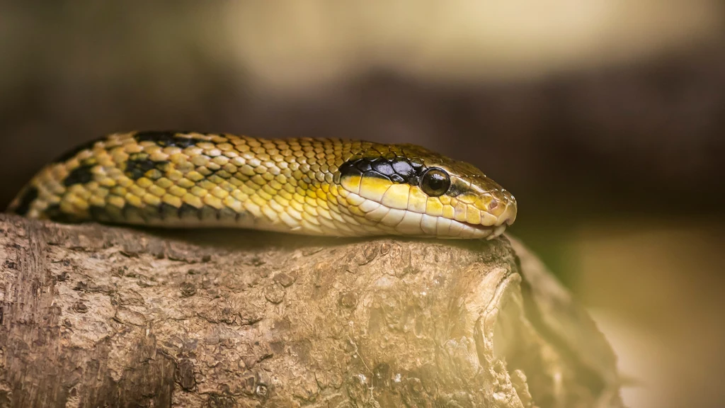 Wąż w litewskim zoo wskazał, jaki będzie nadchodzący rok