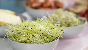 Mają 5 razy więcej wapnia, niż szklanka mleka. Teraz wyhodujesz je na parapecie 