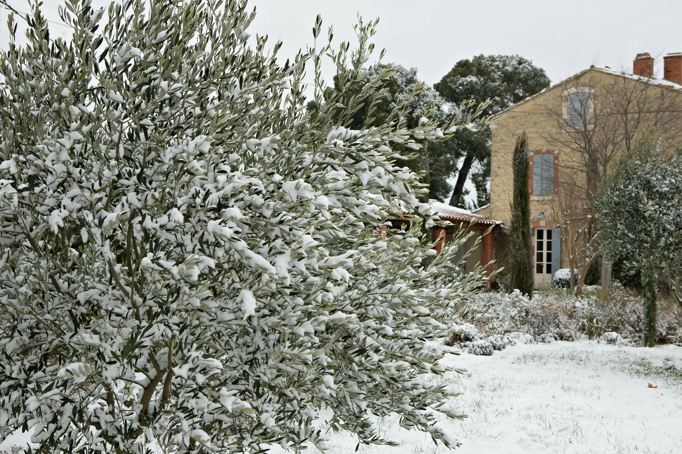 Ogród nie śpi nawet w styczniu. Ogród nie śpi nawet w styczniu.