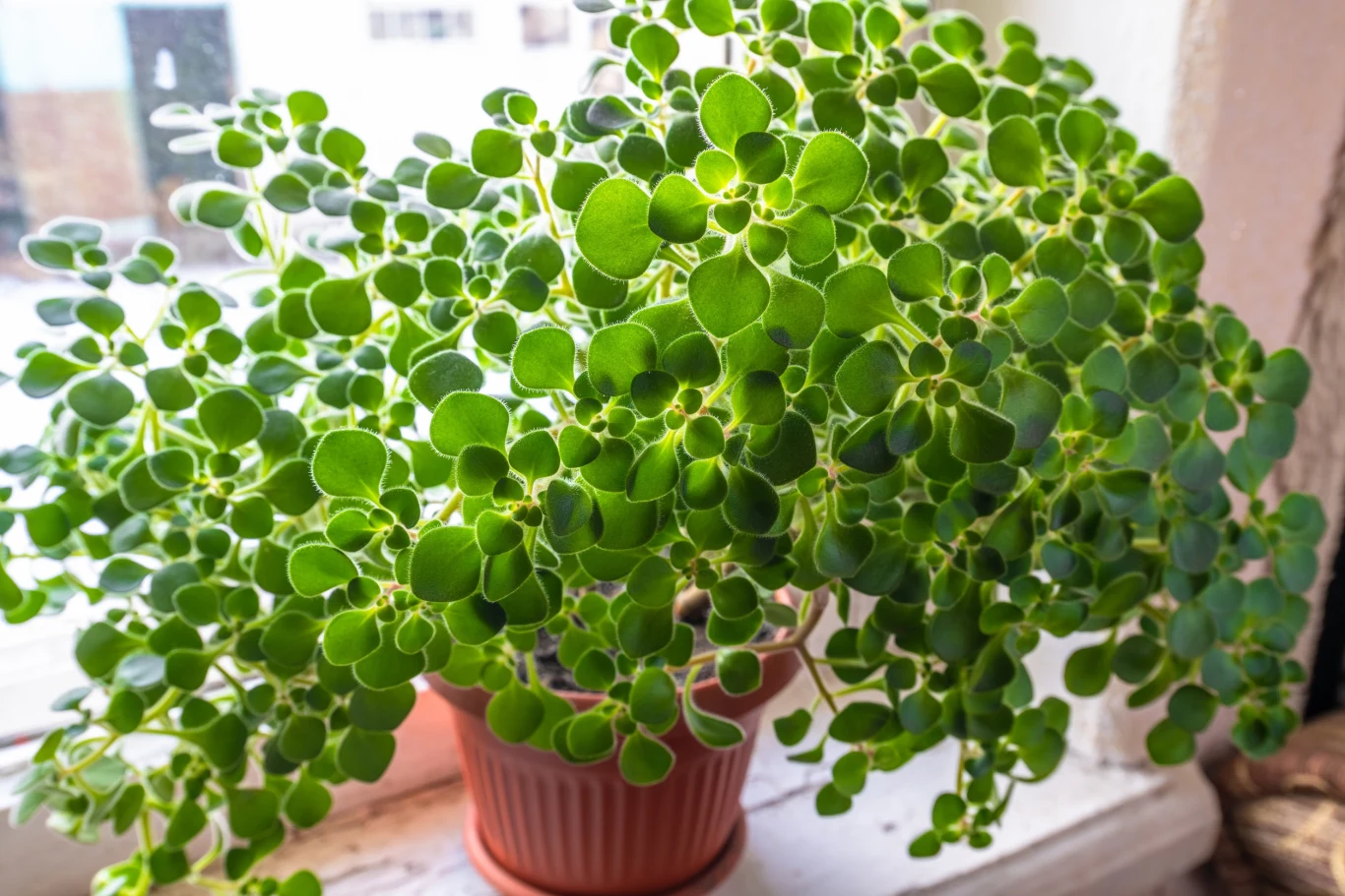 Aichryson nie jest wysoki, ale może stać się bardzo rozłożysty Aichryson nie jest wysoki, ale może stać się bardzo rozłożysty