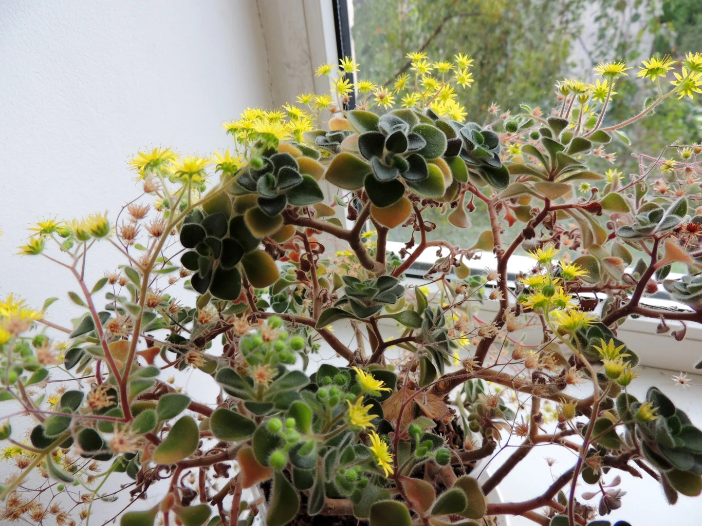 Aichryson to wytrzymała roślina na domowy parapet Aichryson to wytrzymała roślina na domowy parapet