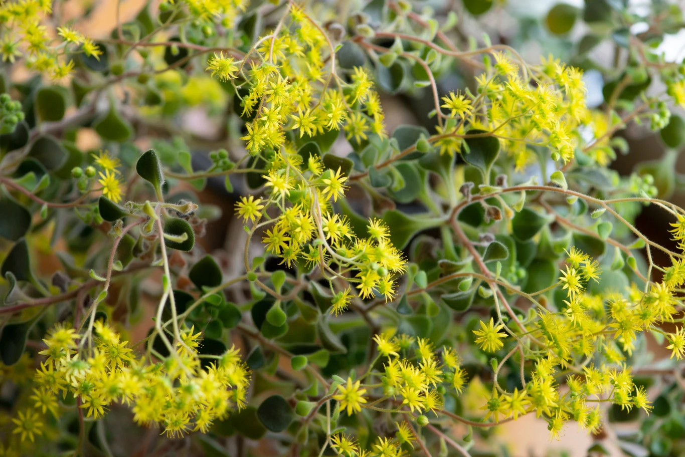 Kwiaty nie imponują rozmiarem, ale mają bardzo ciekawy kształt Kwiaty nie imponują rozmiarem, ale mają bardzo ciekawy kształt