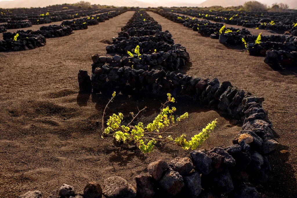 Wulkaniczna winnica na Lanzarote