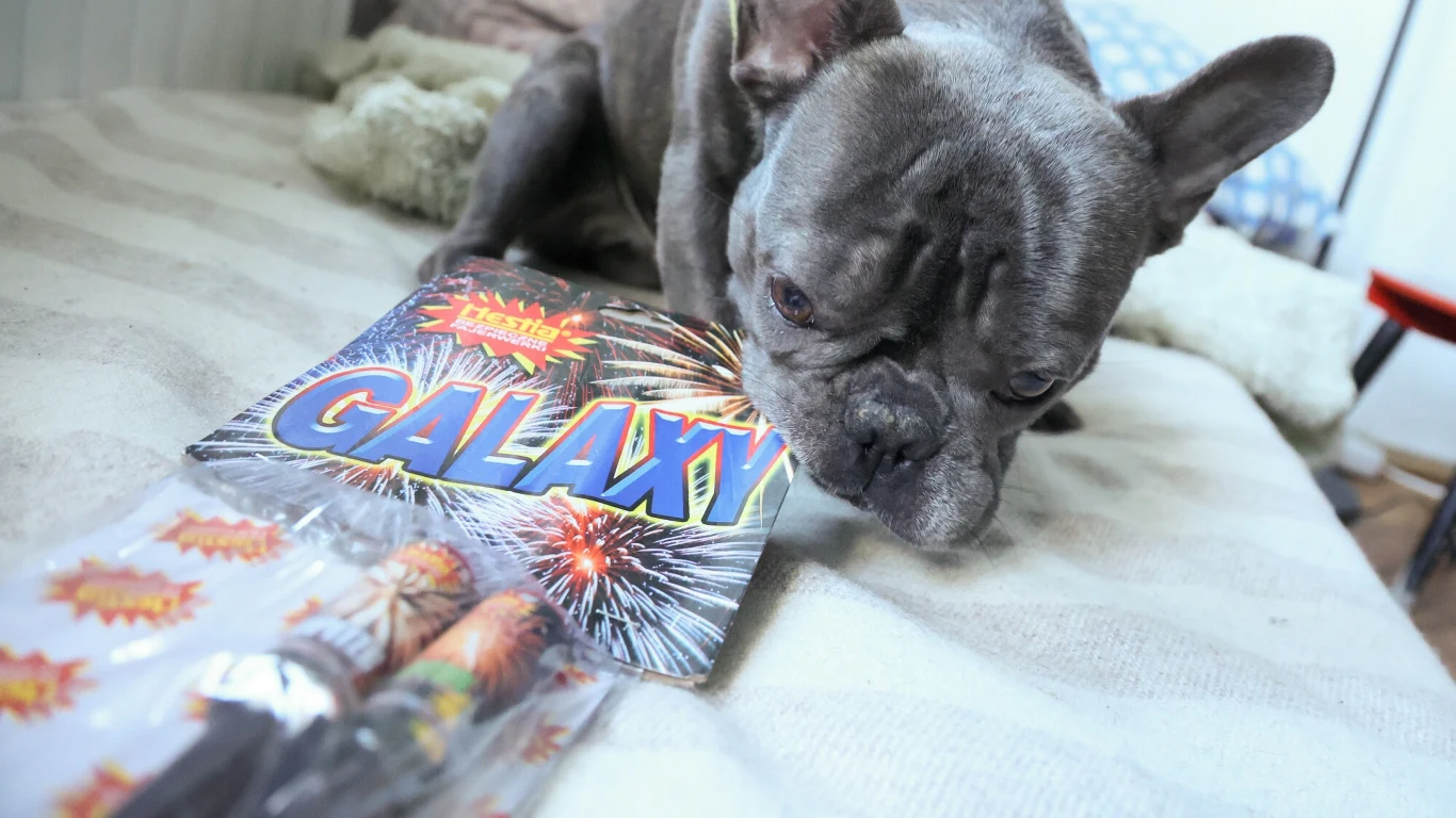 Hałas towarzyszący fajerwerkom wywołuje u zwierząt bardzo duży stres Hałas towarzyszący fajerwerkom wywołuje u zwierząt bardzo duży stres