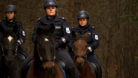 Konie w policji. Zwierzęta pomagają w służbie