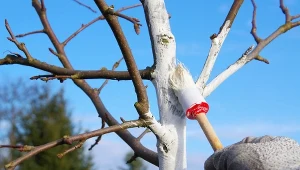 Masz w ogrodzie drzewka owocowe? W styczniu koniecznie zafunduj im ten zabieg