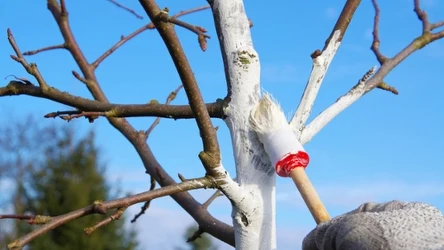 Bielenie drzew owocowych chroni korę przed pęknięciem, które może powstać podczas skoków temperatur.