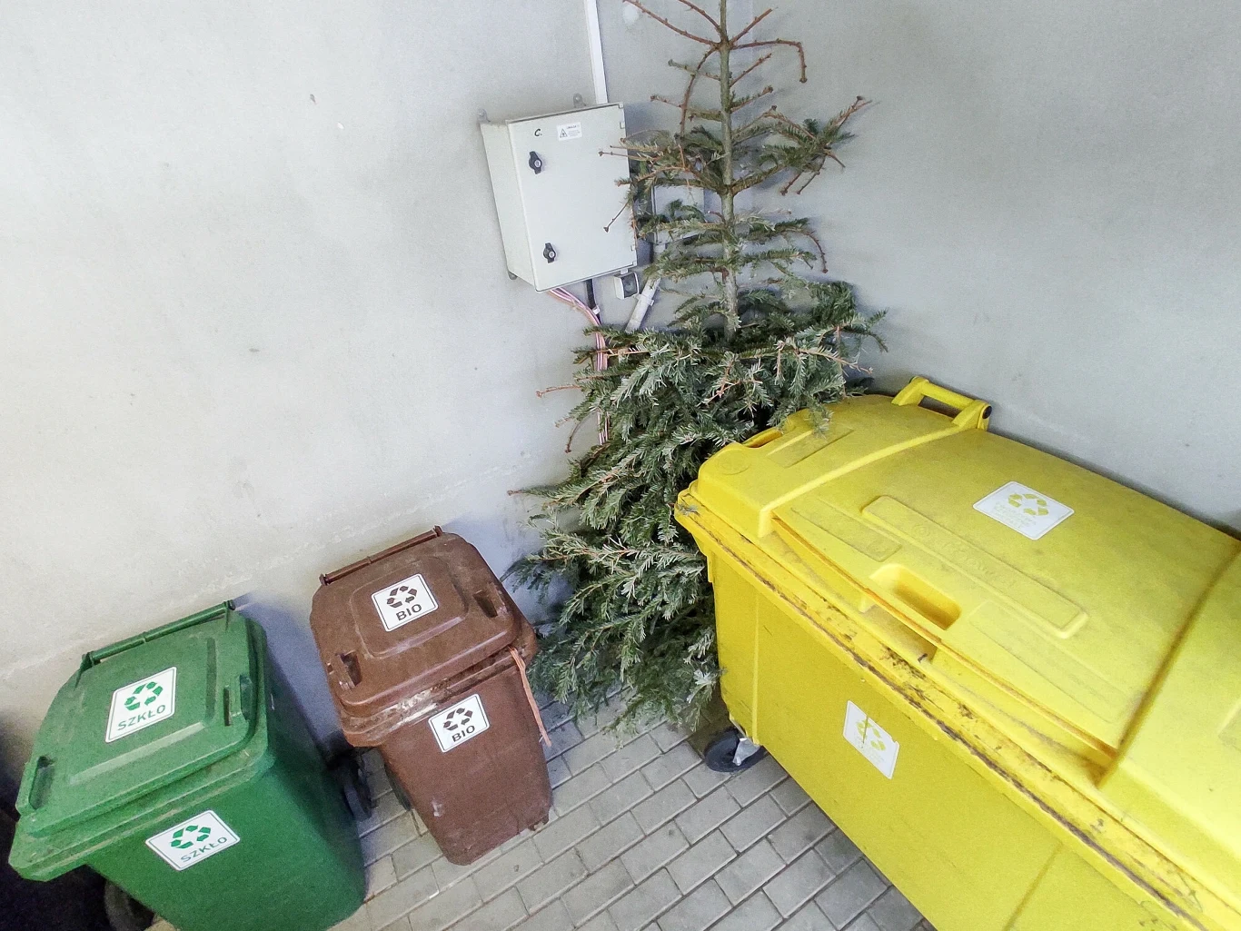 Żywą choinkę można pociąć i wyrzucić do pojemnika na bioodpady. 