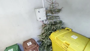 Nie wiesz, co zrobić z choinką po świętach? Sprawdź, gdzie ją wyrzucić