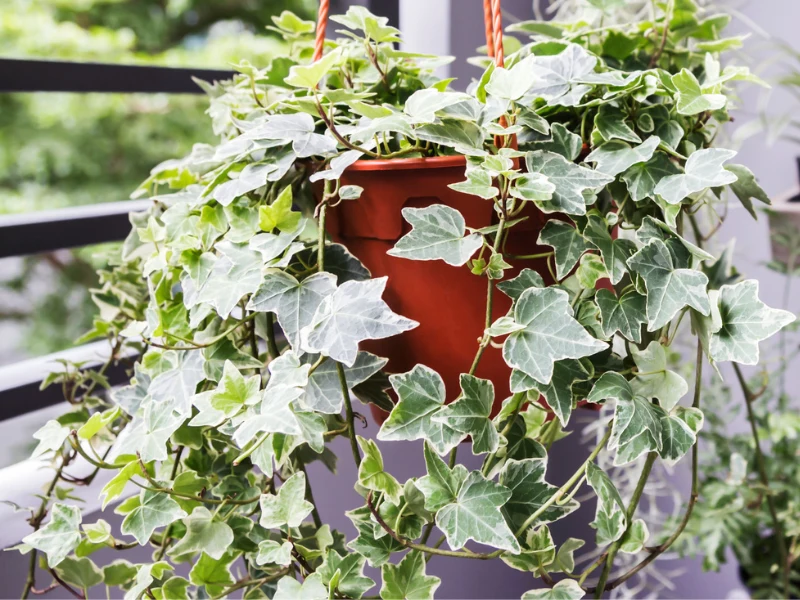 Bluszcz domowy to efektowne pnącze. Musisz o nie jednak odpowiednio dbać, aby zachwycało wyglądem Bluszcz domowy to efektowne pnącze. Musisz o nie jednak odpowiednio dbać, aby zachwycało wyglądem