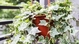 Bluszcz będzie rósł, jak na drożdżach. Wystarczy, że zadbasz o to