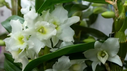 Dendrobium nobile to odmiana storczyka najbardziej polecana dla początkujących