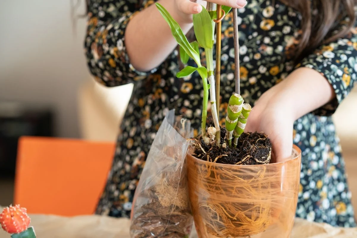 Dendrobium nobile można przesadzać co dwa/trzy lata Dendrobium nobile można przesadzać co dwa/trzy lata