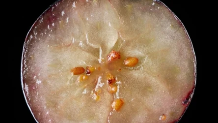 Ten niepozorny owoc niesie ze sobą wiele korzyści dla zdrowia. Co się dzieje w organizmie, kiedy jesz go regularnie?