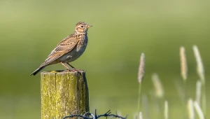 Skowronki wracają do Polski na przełomie lutego i marca