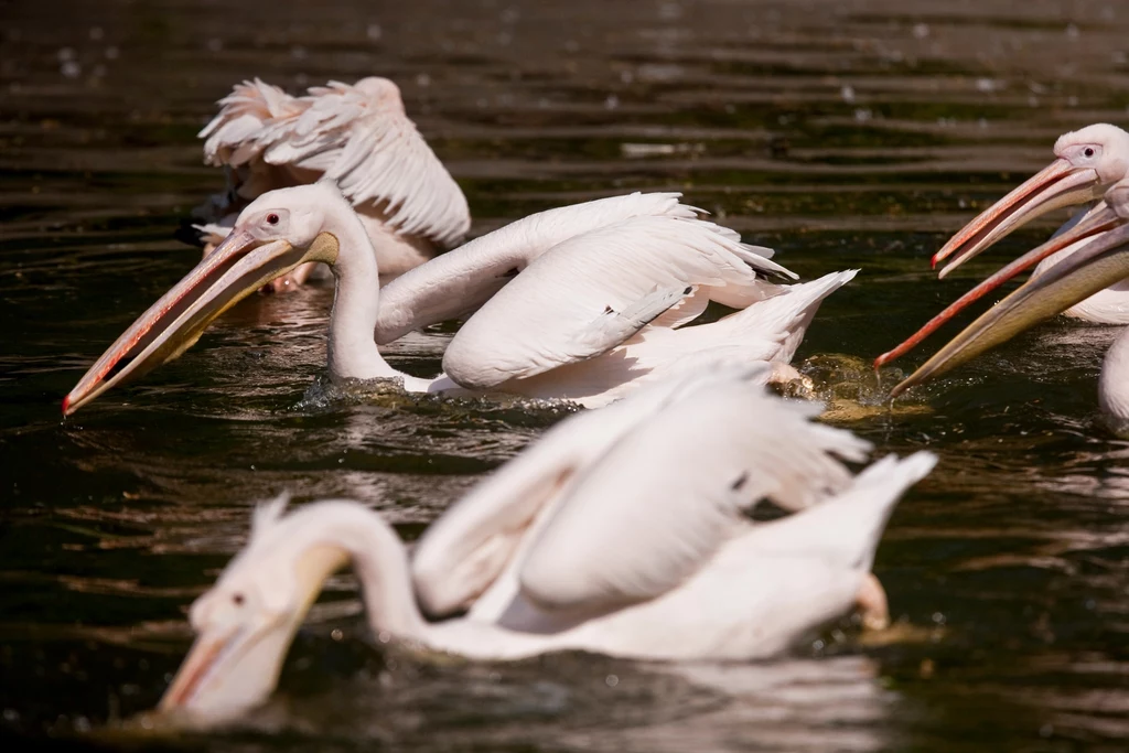 Pelikany często żyją półwolno w ogrodach zoologicznych