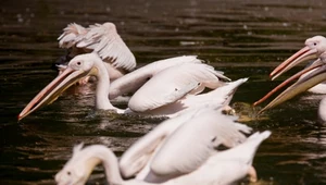 Wielkie łowy na pelikany w Poznaniu. W użyciu były nawet kajaki