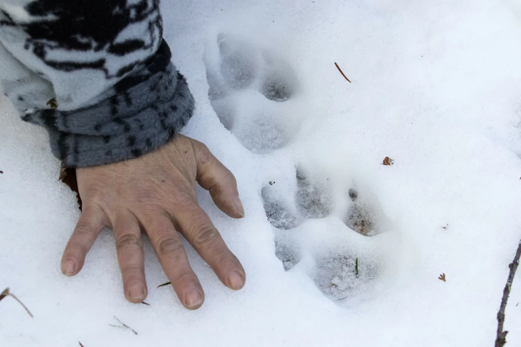 Słowacy zdecydowali, że będą strzelać do wilków