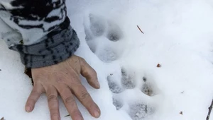 Sąsiad Polski podjął drastyczną decyzję. Będą strzelać. "Nie ma powodu"