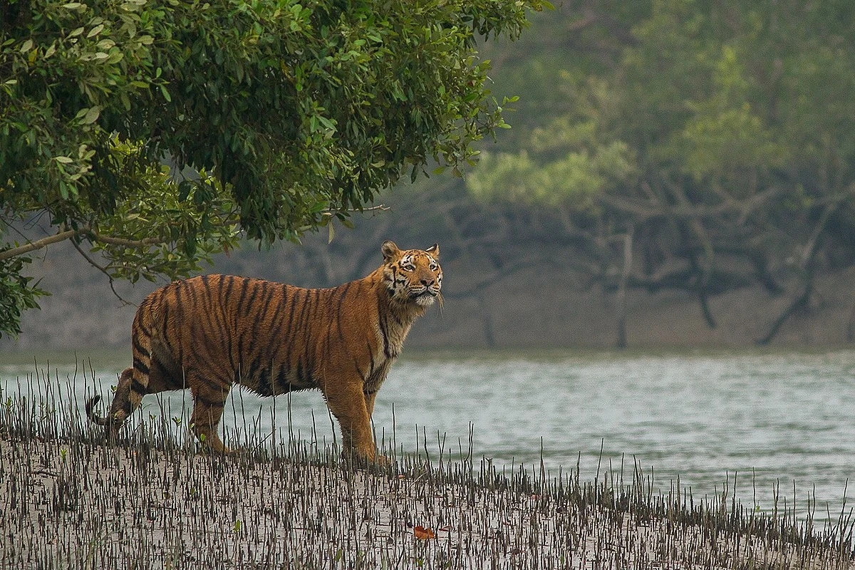 Tygrys bengalski w Parku Narodowym Sundarbanów koło Kalkuty