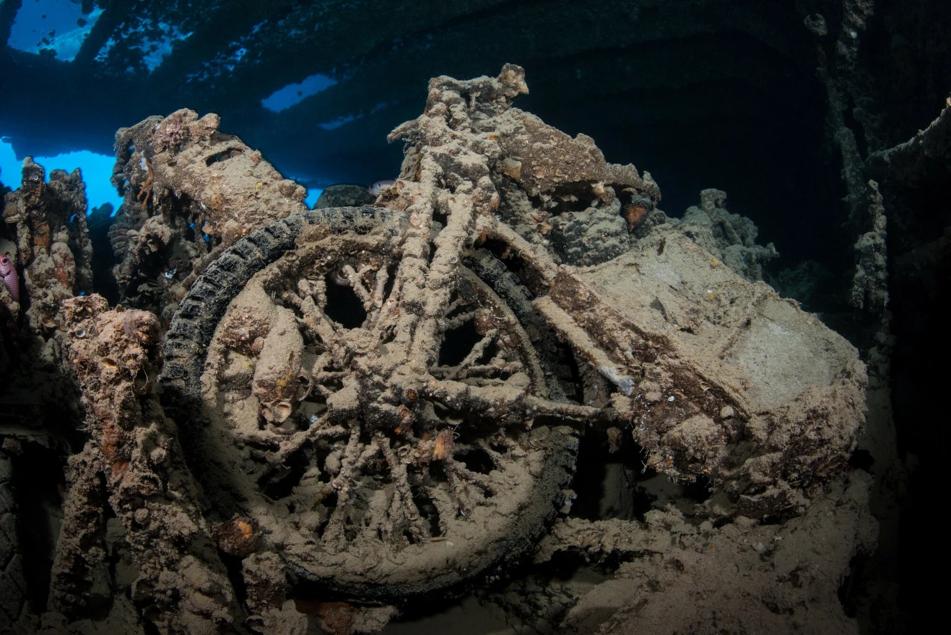 Rafa koralowa wyrosła na ładunku statku "Thistlegorm"