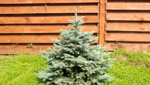 Chcesz wsadzić choinkę doniczkową do ogródka? Przez ten błąd może się nie przyjąć