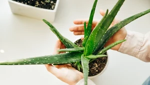 W PRL-u każdy miał go na parapecie. Oczyszcza powietrze i ma wiele właściwości leczniczych