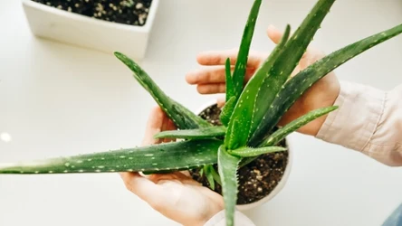 Aloes znajdował się w każdym mieszkaniu w PRL-u. 