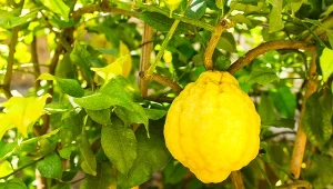 Cytron to przede wszystkim źródło ważnych składników dla naszego zdrowia