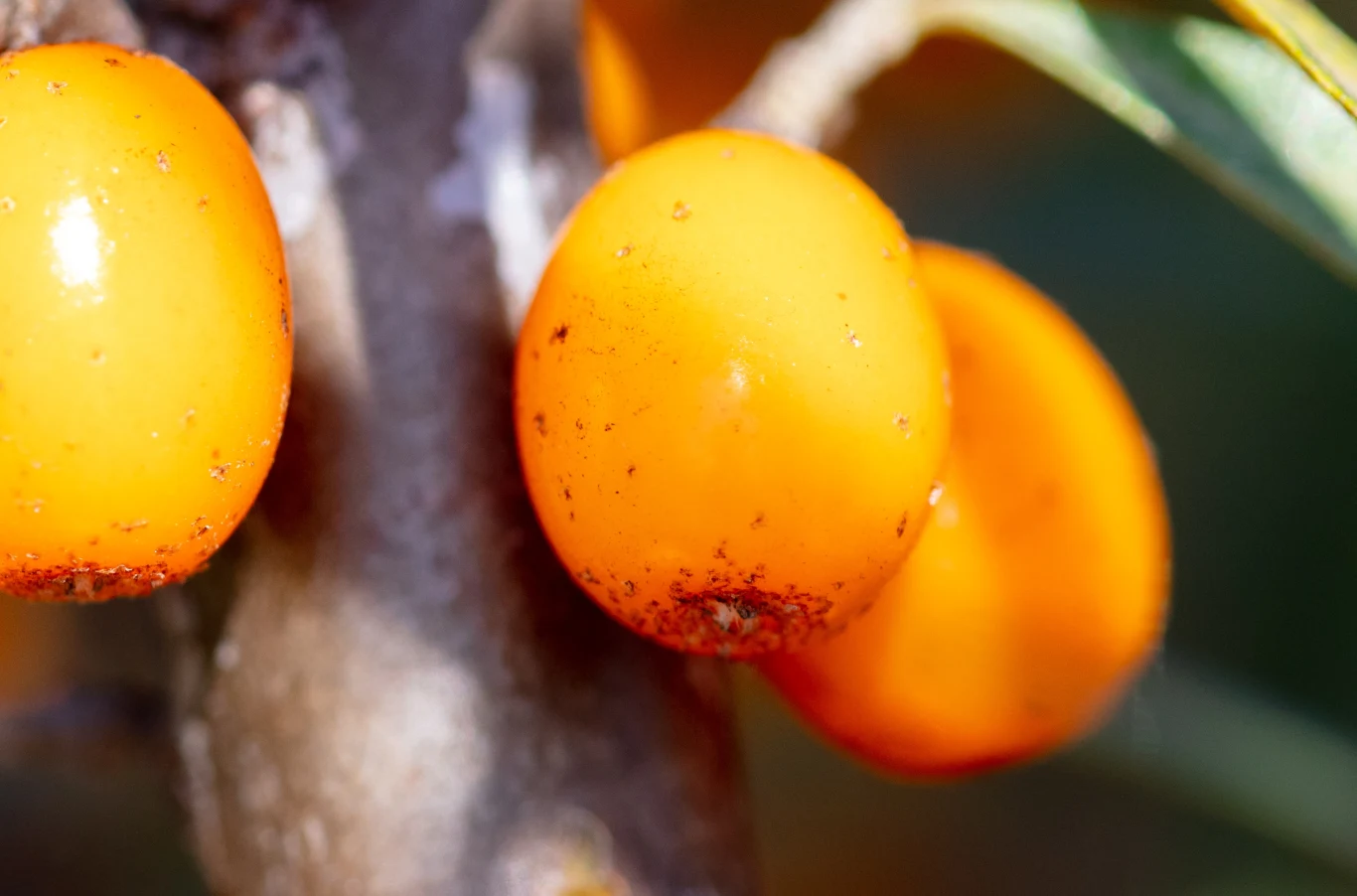 Rokitnik to złoto Syberii z powodu dużej ilości witaminy C i antyoksydantów Rokitnik to złoto Syberii z powodu dużej ilości witaminy C i antyoksydantów