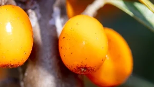 Rokitnik to złoto Syberii z powodu dużej ilości witaminy C i antyoksydantów