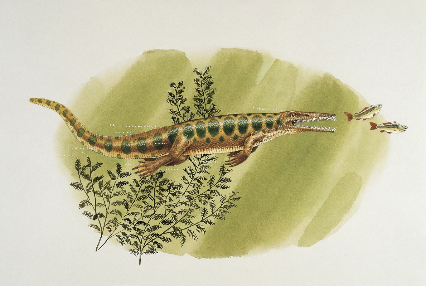 Mezozaury pojawiły się w oceanach już w karbonie Mezozaury pojawiły się w oceanach już w karbonie