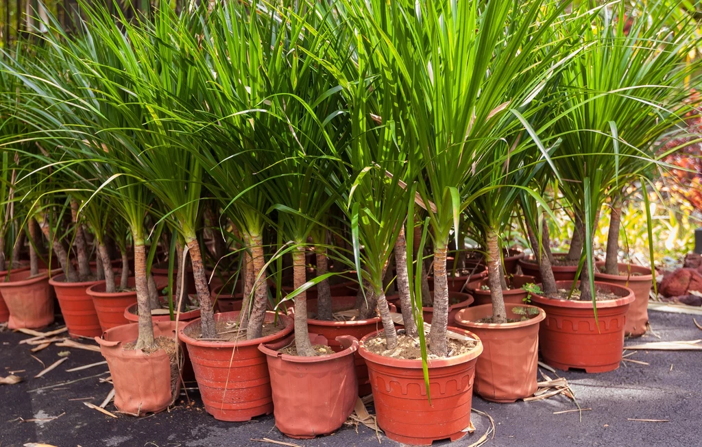 Dracena to roślina nie do zdarcia, ale zbyt ciężka ręka może jej zaszkodzić