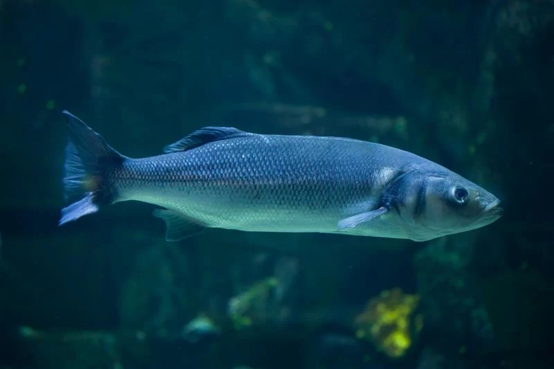 Labraks jest uznawany za najzdrowszą rybę na świecie. Kucharze bardzo ją cenią, ale w Polsce nadal jest mało popularna