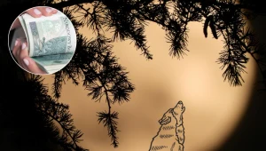 Zrób to w Pełnię Wilczego Księżyca. Przyciągniesz szczęście i pieniądze