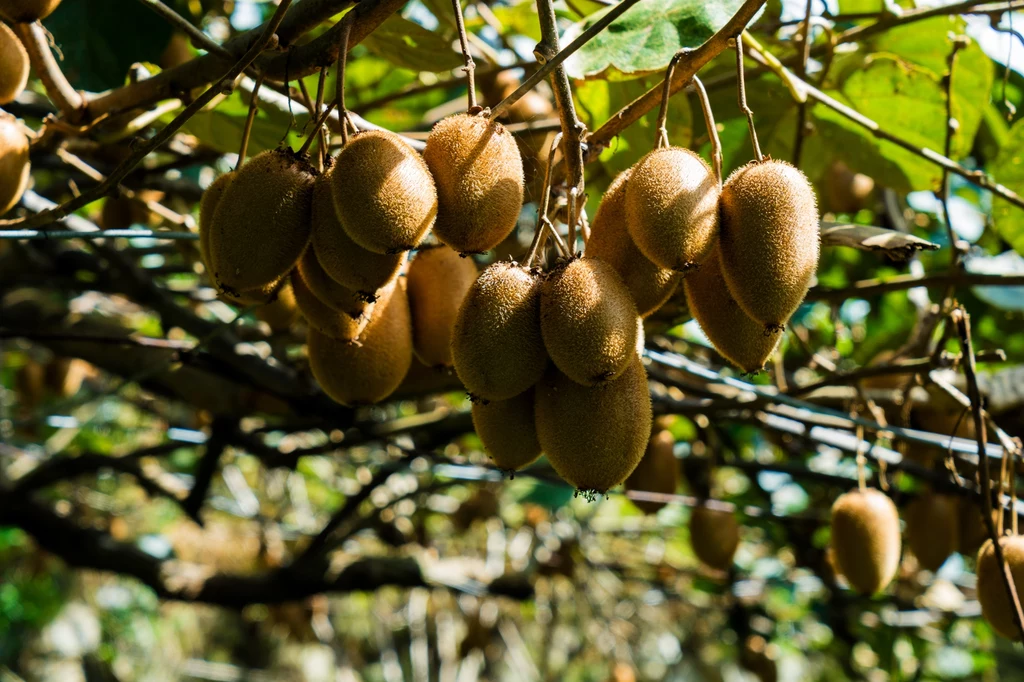 Kiwi to owoc, który nie robi większego wrażenia, ale warto go jeść zimą