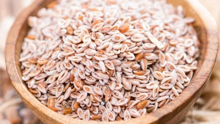 Nasiona babki jajowatej pęcznieją pod wpływem wody