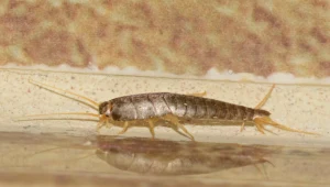 Rozrzuć to w łazience. Rybiki cukrowe wyprowadzą się z mieszkania