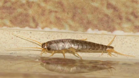 Rybiki cukrowe w łazience są częstym problemem. Pojawiają się nawet w czystych mieszkaniach, ale możesz się ich łatwo pozbyć 