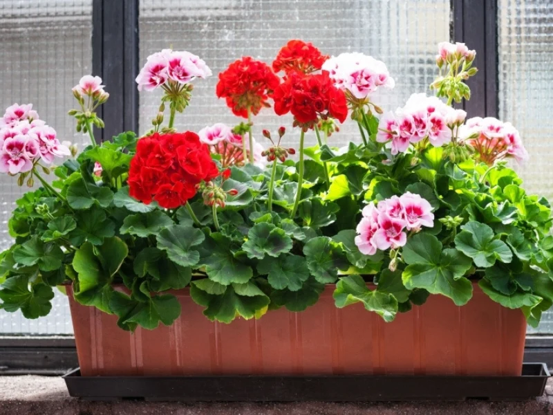 Czy wiesz, jak dbać o pelargonie w styczniu, by wiosną bujnie zakwitły? Dzięki tym wskazówkom twoje kwiaty będą najpiękniejsze w okolicy Czy wiesz, jak dbać o pelargonie w styczniu, by wiosną bujnie zakwitły? Dzięki tym wskazówkom twoje kwiaty będą najpiękniejsze w okolicy