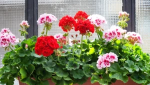 Chcesz, by pelargonie wiosną obsypały się kwiatami? Nie zapomnij o tym w styczniu